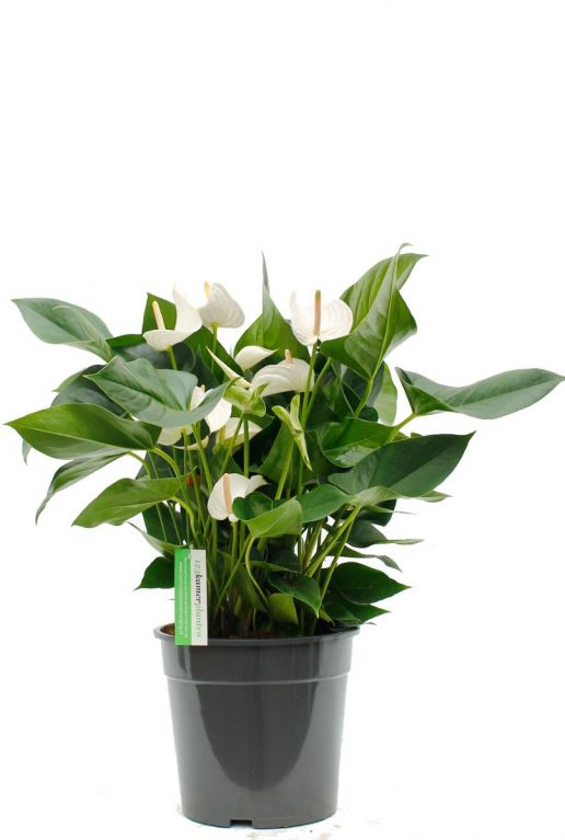 Anthurium Sumi kamerplant kopen bij 123planten