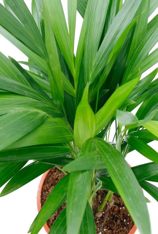 Mooie plant Areca