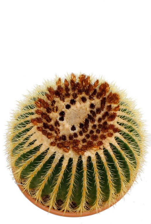 Hele grote bolcactus online bestellen