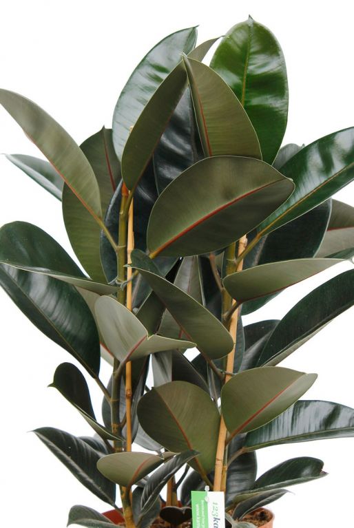 Ficus met donker groene bladeren
