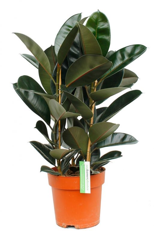 Ficus elastica huisplant 