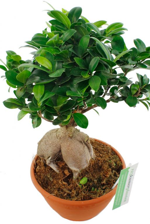 Ficus microcarpa boompje 