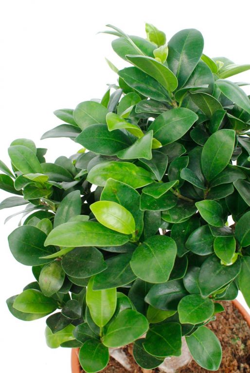 Ficus microcarpa groene kleine blaadjes 