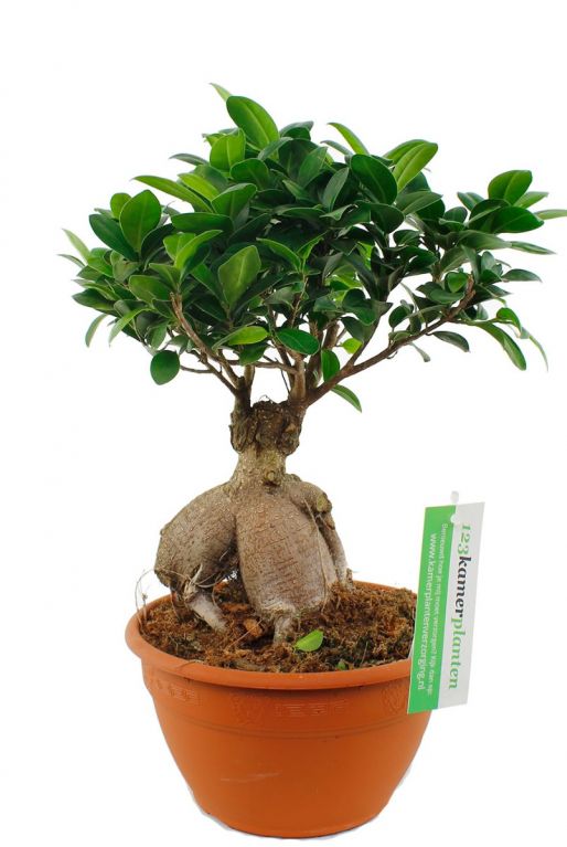Ficus microcarpa Bonsai 