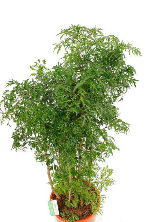 Aralia (polyscias) kamerplant