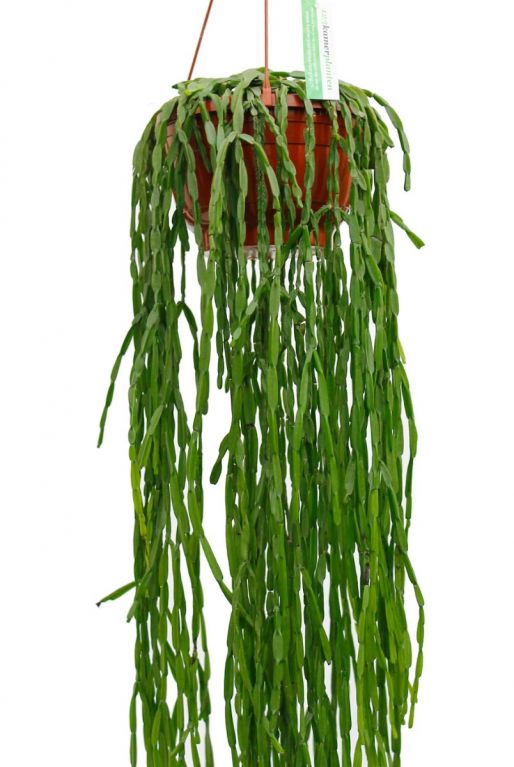 Hangplant met lange groen bladeren