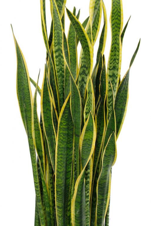 Sansevieria laurentii groen met geel 