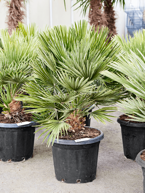 Chamaerops tuinplant