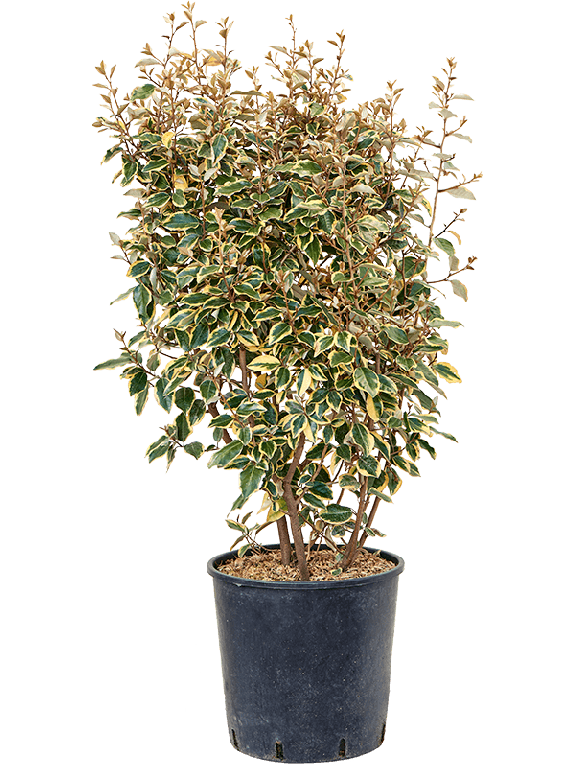 elaeagnus tuinplant