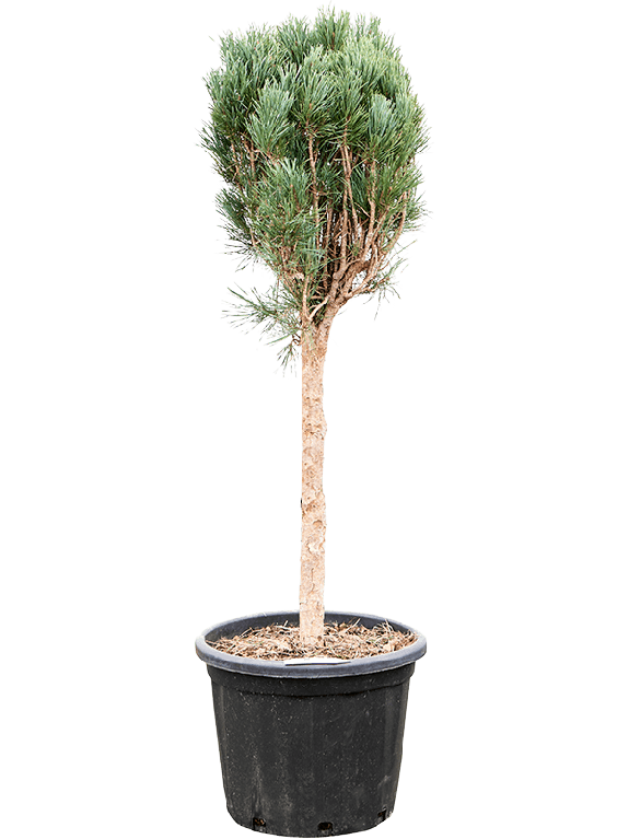 Pinus tuinplant
