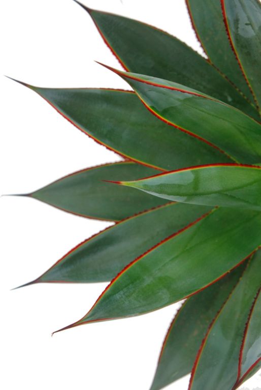 Agave met rode randen in het blad bij 123planten