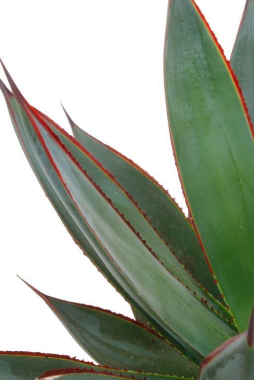 Feuilles d'agave shaka zulu