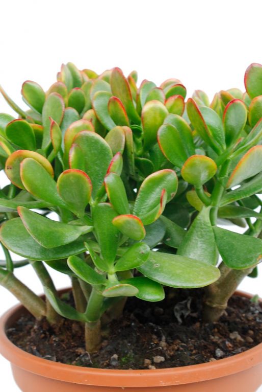 Bestel je Crassula online 