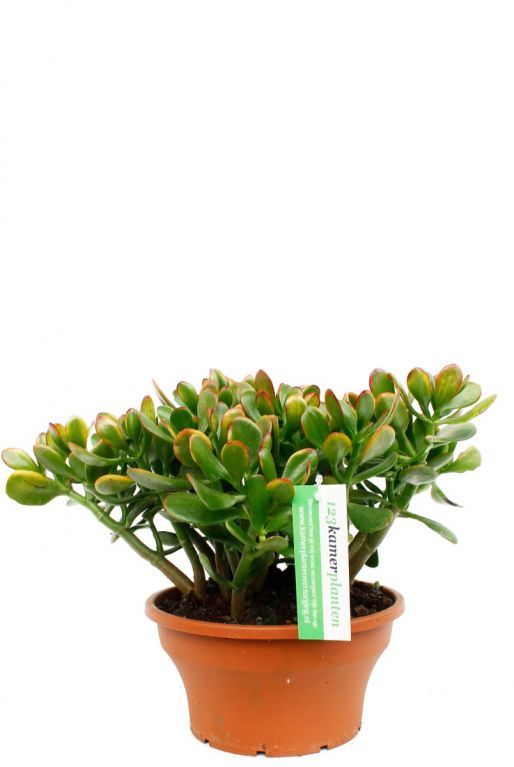 Crassula sunset kopen bij 123planten