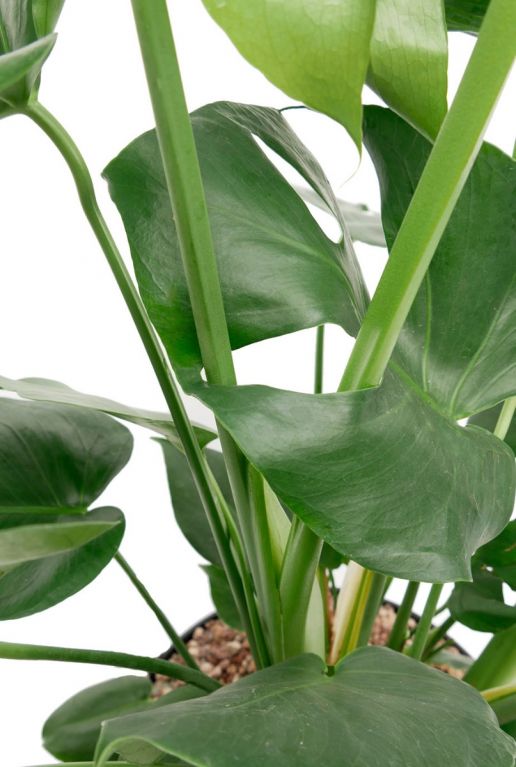 Monstera kamerplant blad met gaten
