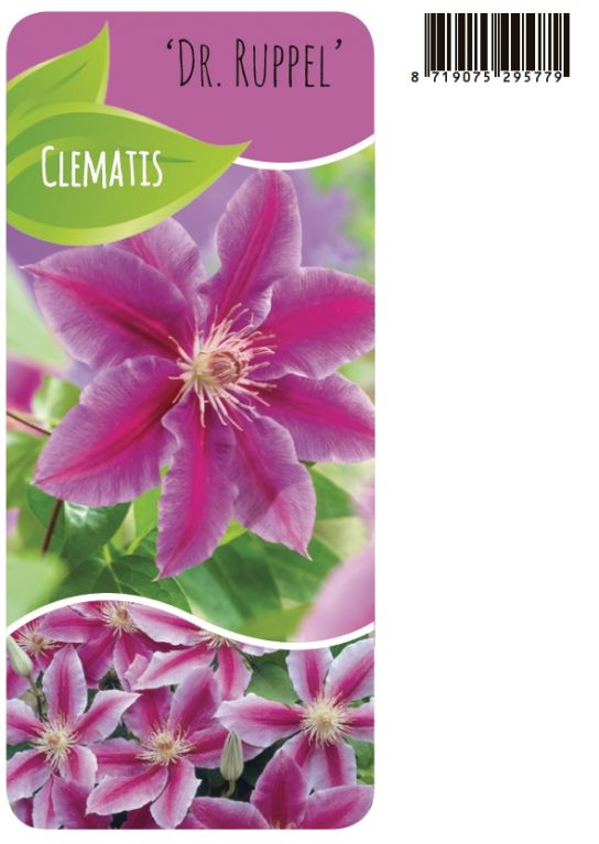 Clematis Dr Ruppel