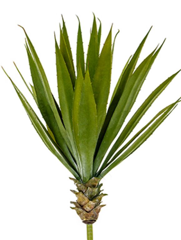 Agave