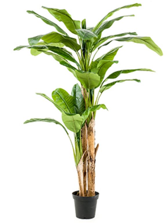 Bananenplant - Musa