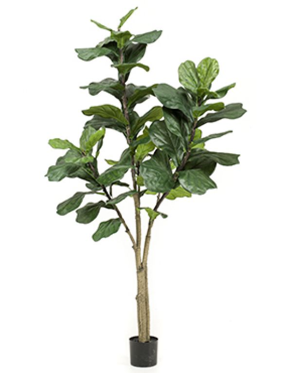 Ficus lyrata