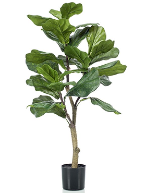 Ficus Lyrata