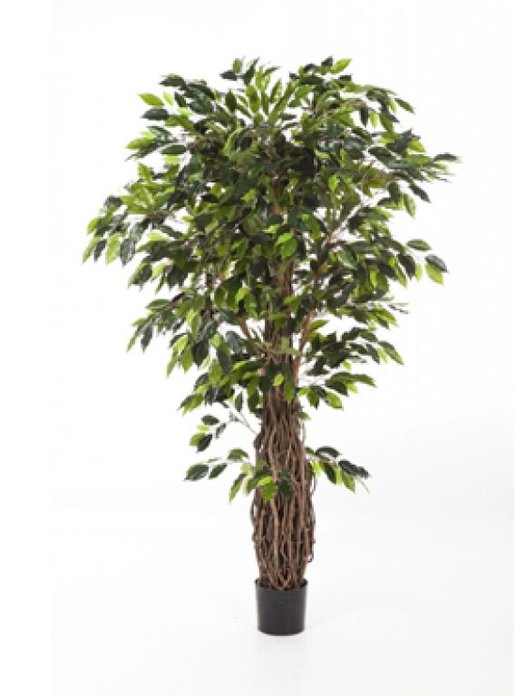 Ficus liana