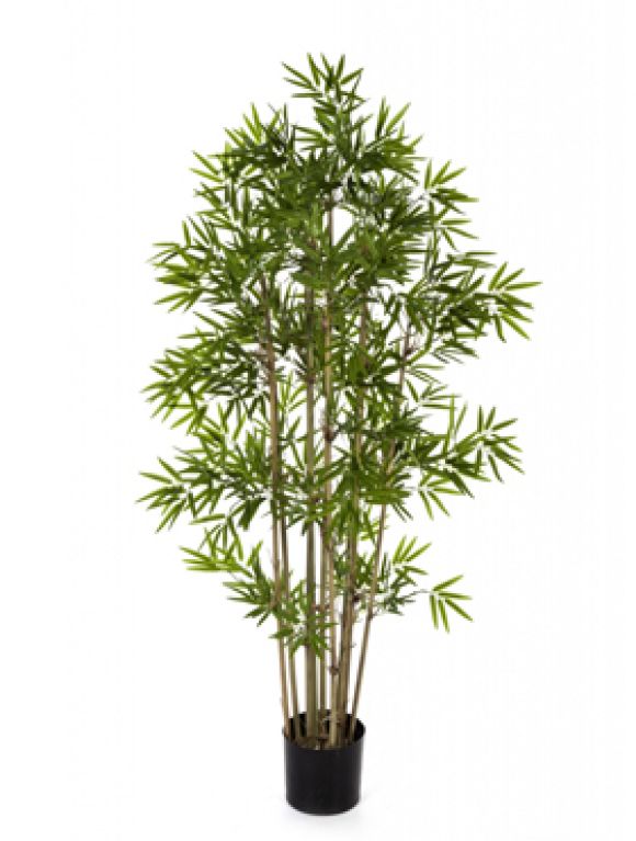 Japanese bamboo