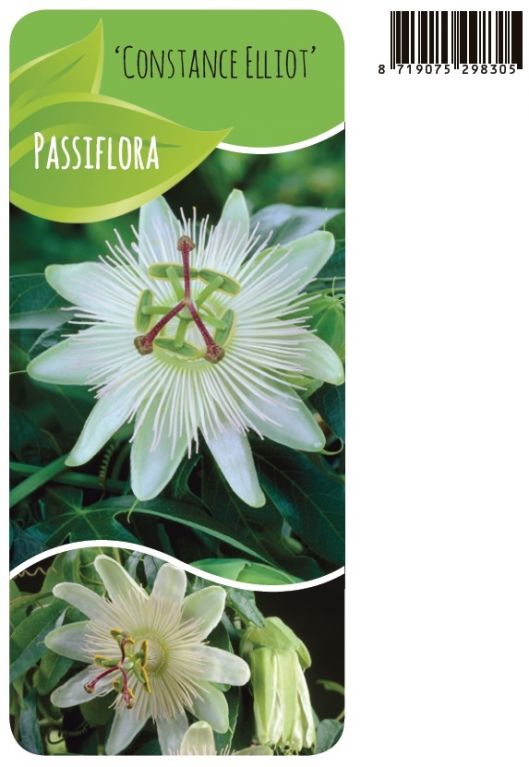 Passiflora Caerulea 'Constance Elliot'