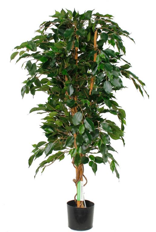 Prachtig grote Ficus Exotica kunstplant kopen bij 123planten