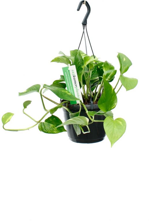 Epipremnum Aureum hangplant met groen gele bladeren