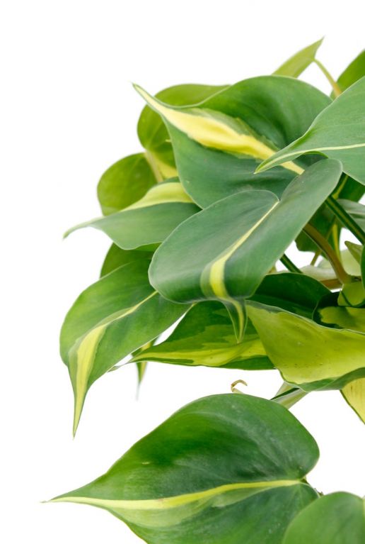 Groen geel blad van de Philodendron Brasil kamerplant