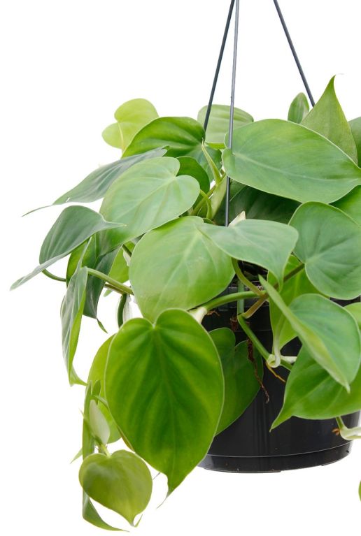 Fris groen blad hangplant kamerplant 