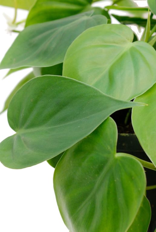 Hartvormige bladeren van de Philodendron hangplant 