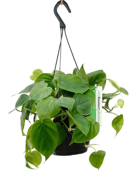 Philodendron scandens hangplant kopen bij 123planten 