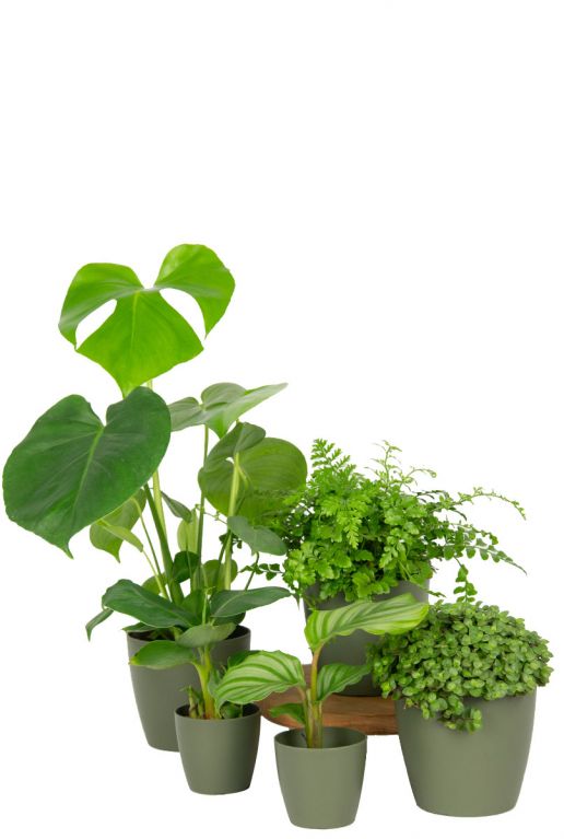 Aanbieding planten pakket