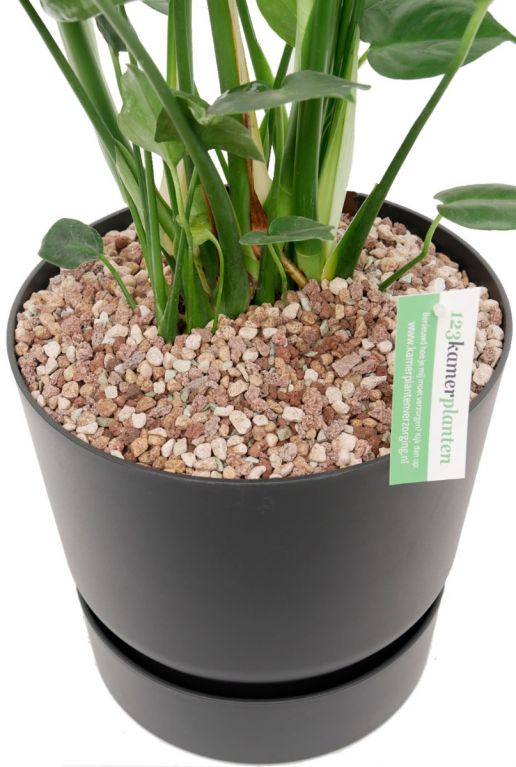 Kamerplant in zwart/grijze elho pot