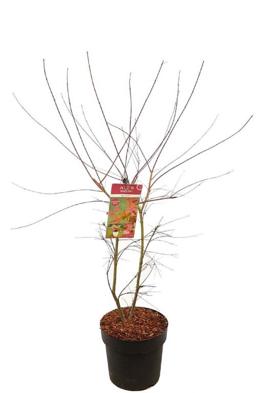 Acer palmatum beni maiko plant p29
