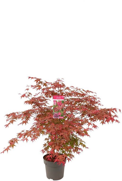 Acer palmatum beni maiko planten p29