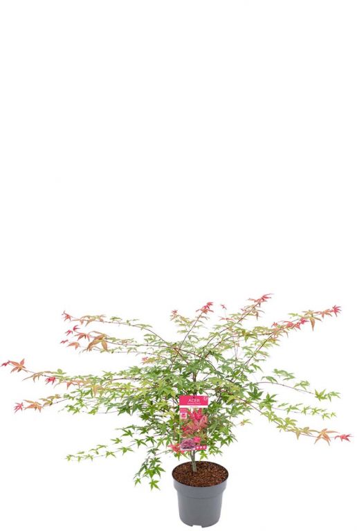 Acer palmatum beni maiko tuinplant p29