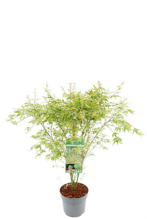 Acer Palmatum 'Butterfly'