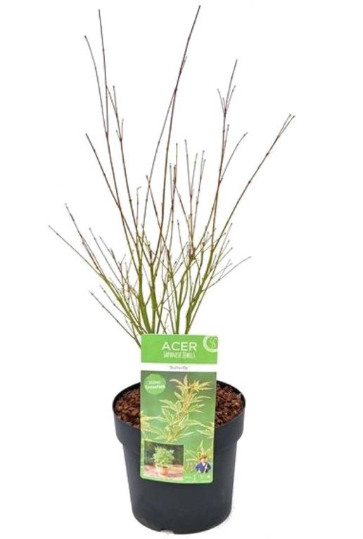 Acer Palmatum 'Butterfly'