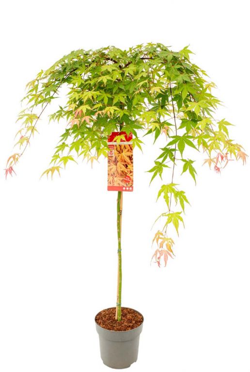 Acer palmatum cascade ruby 24 plant