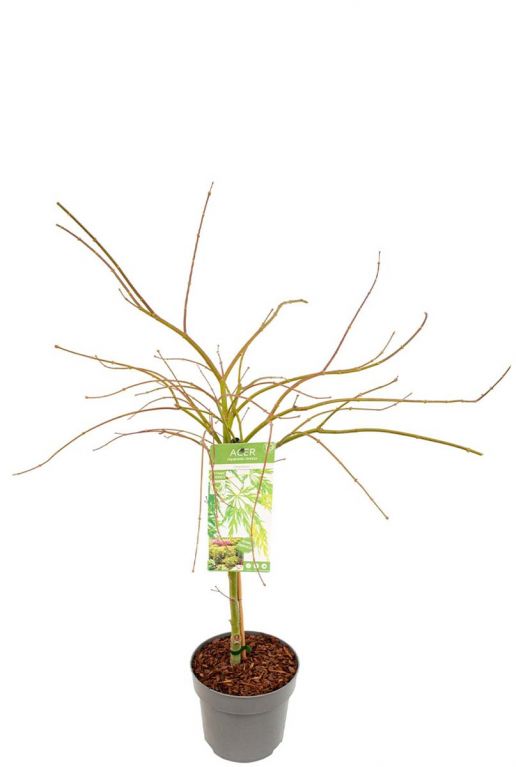 Acer palmatum dissectum plant p24