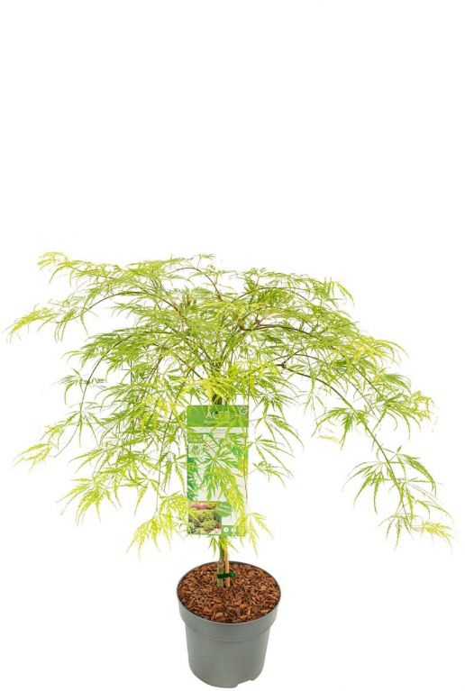 Acer palmatum dissectum planten p24