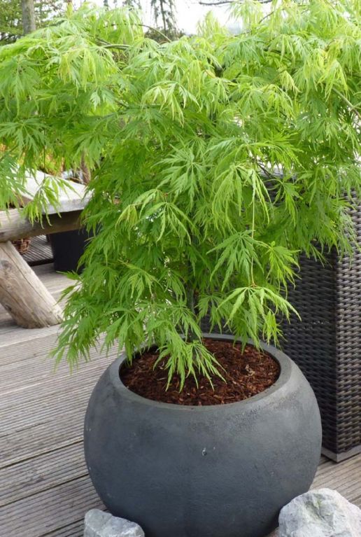 Acer palmatum dissectum tuinplant