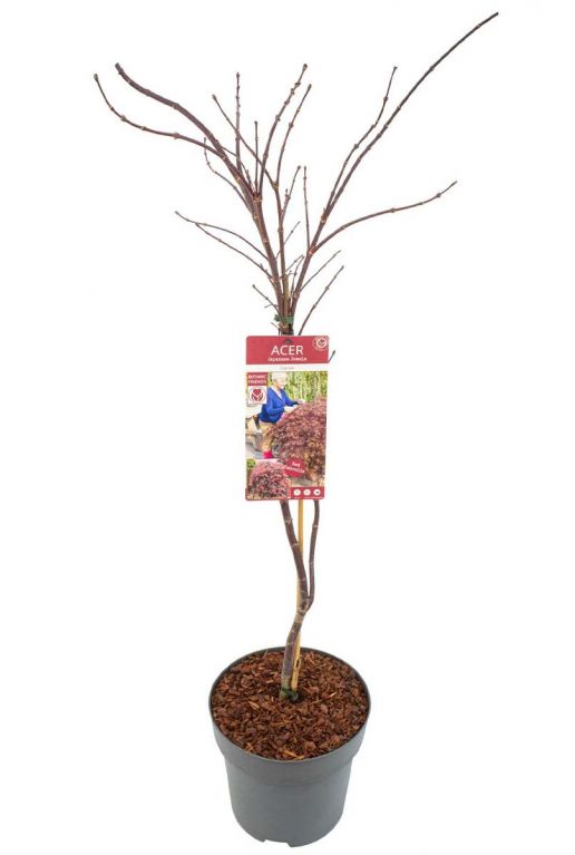 Acer palmatum garnet plant p24