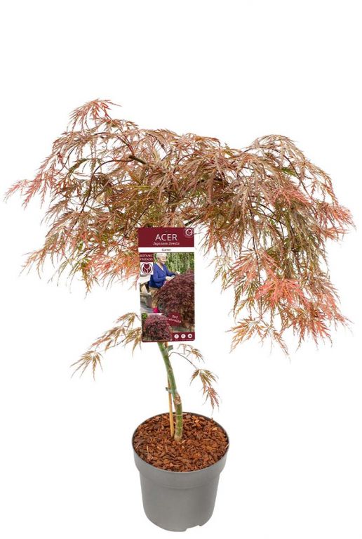 Acer palmatum garnet planten p24