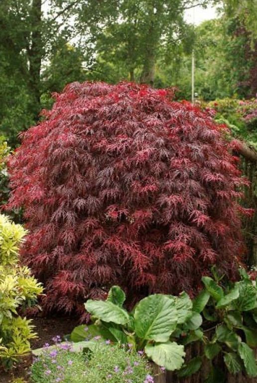 Acer palmatum garnet tuinplant