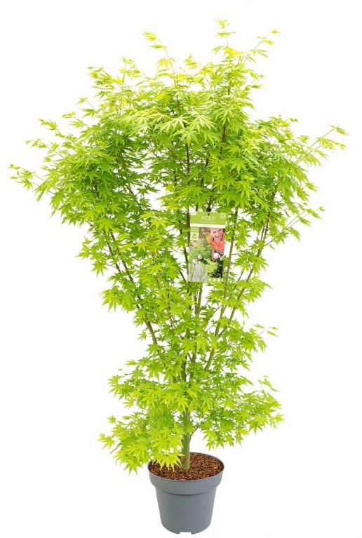 Acer palmatum going green plant p34