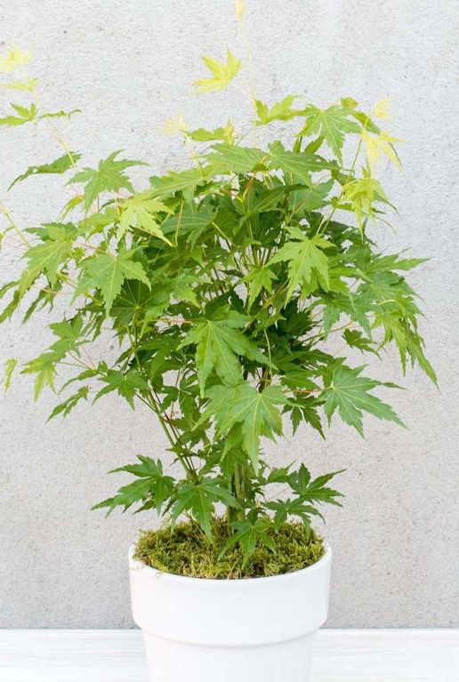 Acer palmatum going green tuinplant p10