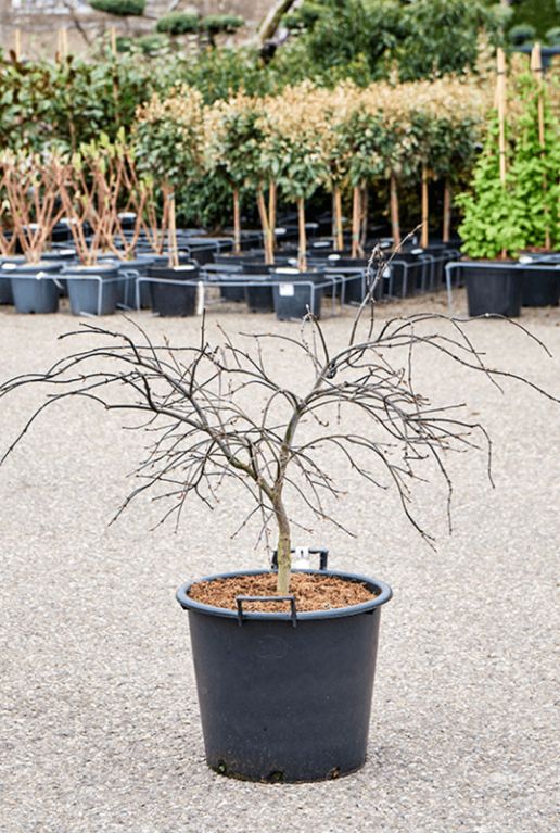 Acer palmatum inaba-shidare buiten bloeiperiode